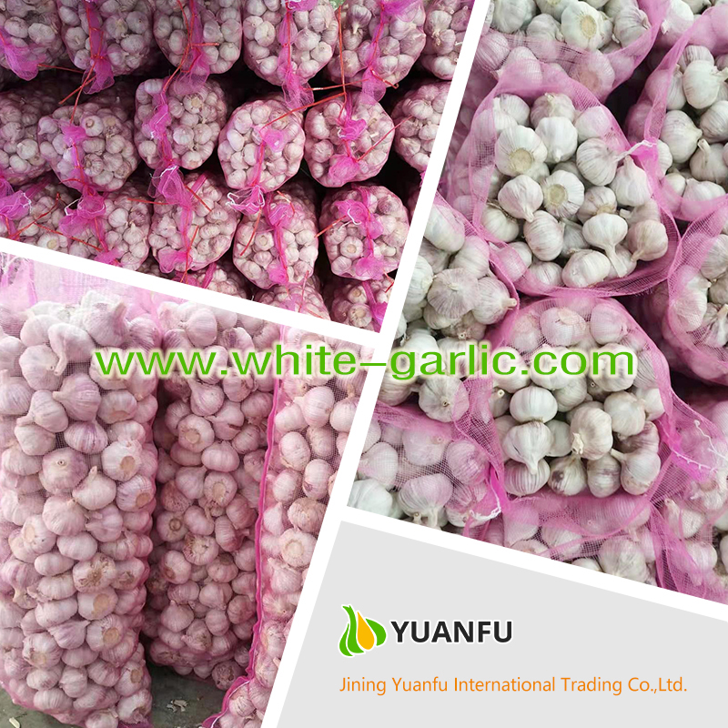 garlic exporters